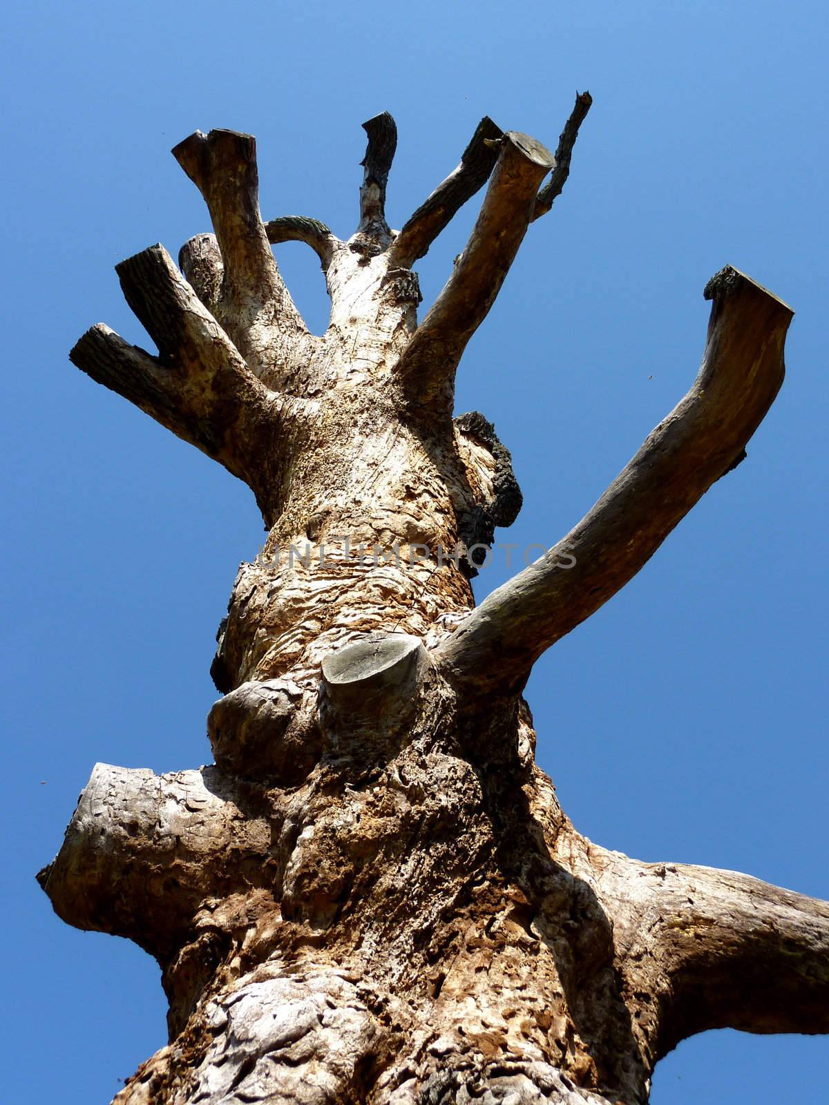 Enlightened dead brown trunk with small branches by beautiful weather