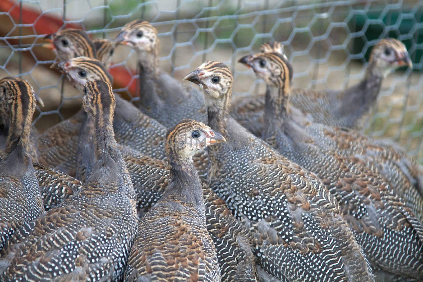Free Ranging Guinea Fowl Keets