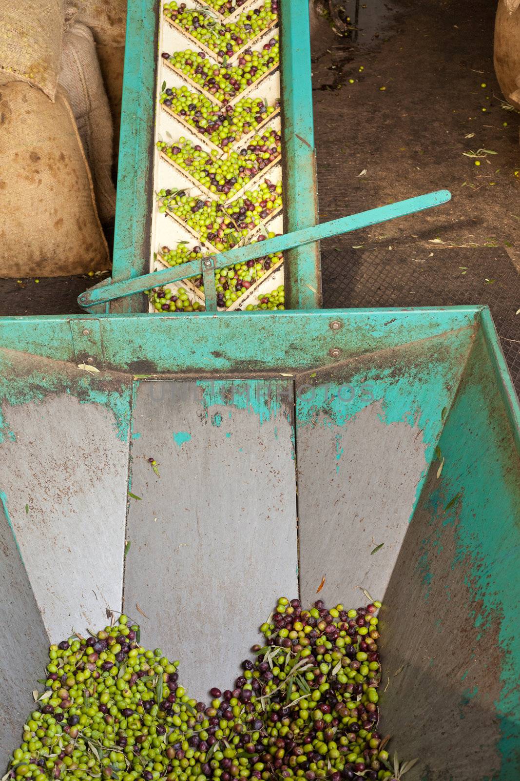 Conveyor belt constantly feeding olives into small scale olive oil mill factory for extracting extra virgin olive oil.