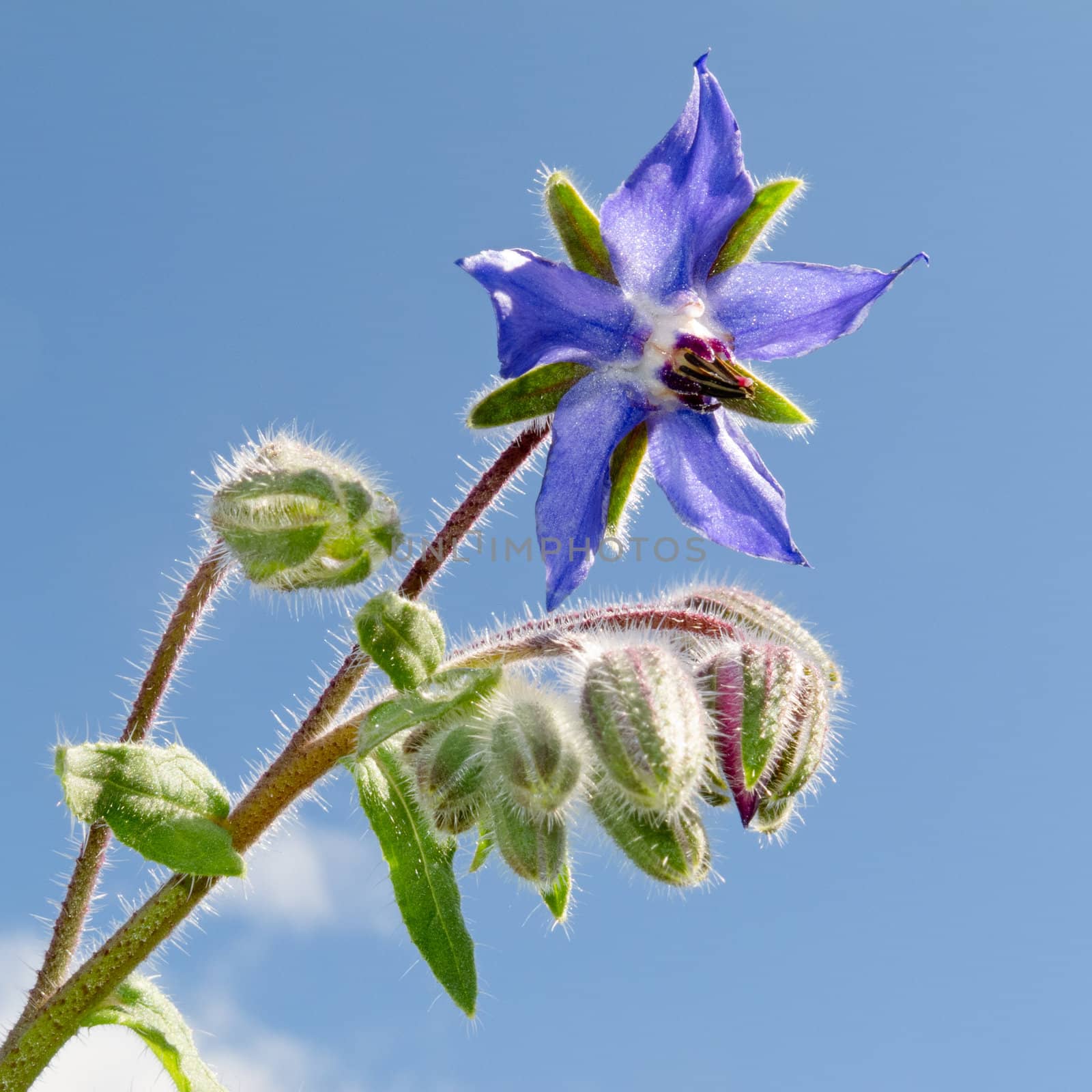Starflower, Borago officinalis, bloosom and buds by PiLens