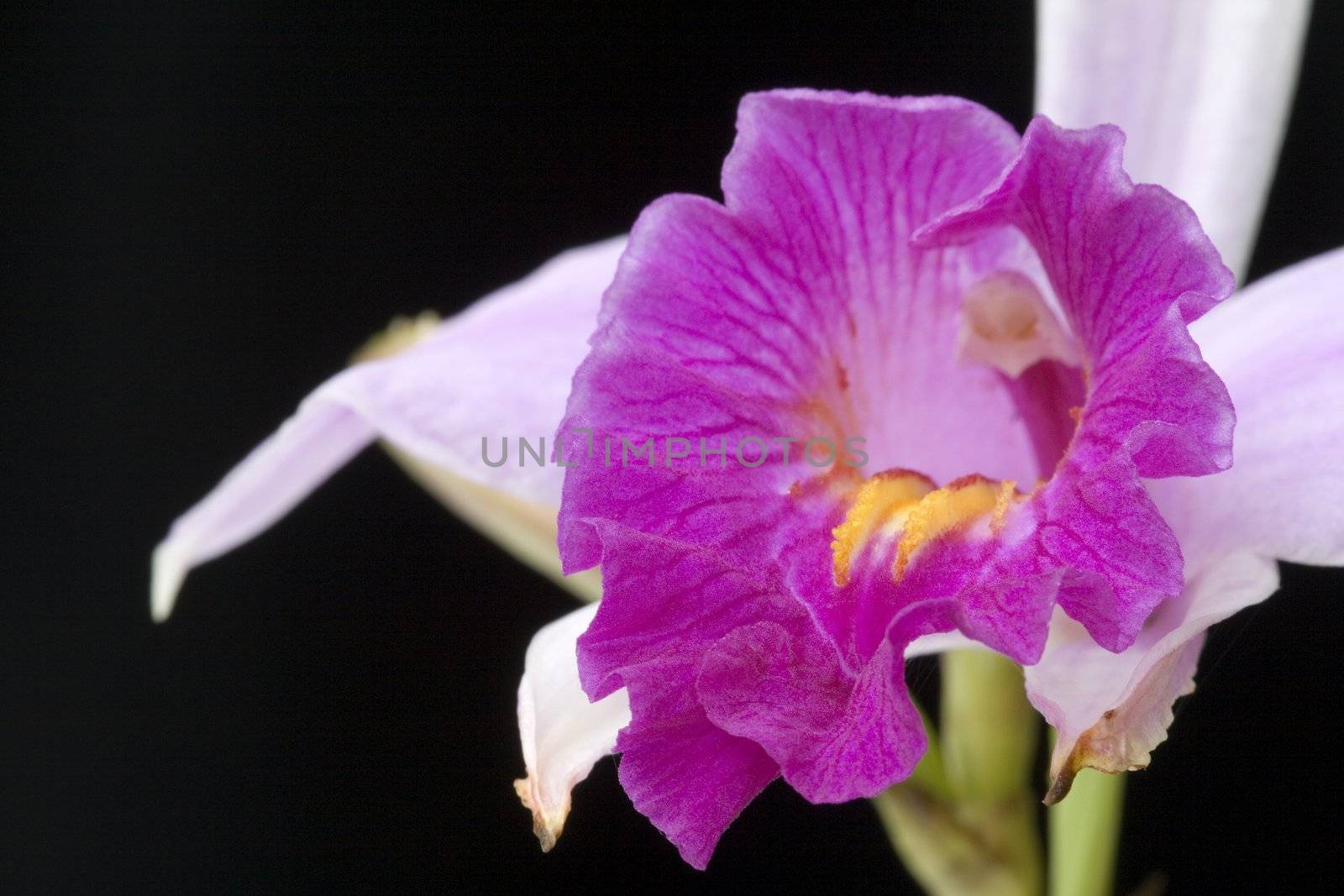Malaysian Wild Orchid (Arundina graminifolia) by shariffc