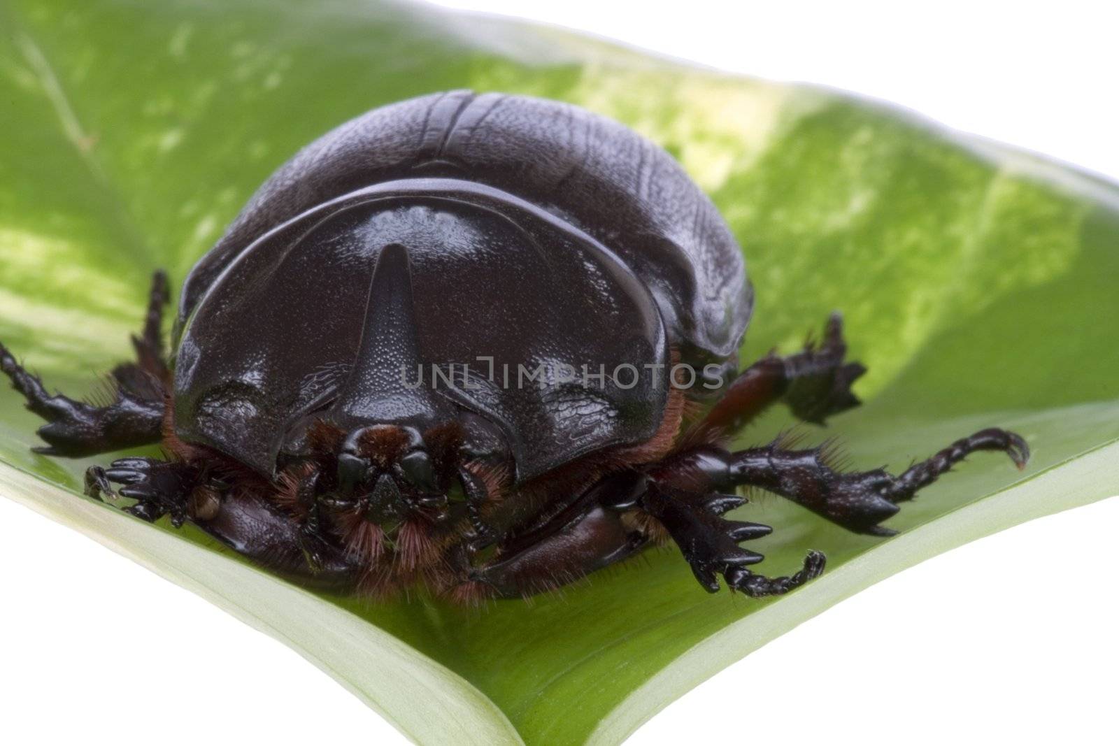 Rhinocerous Beetle (Oryctes rhinoceros) by shariffc