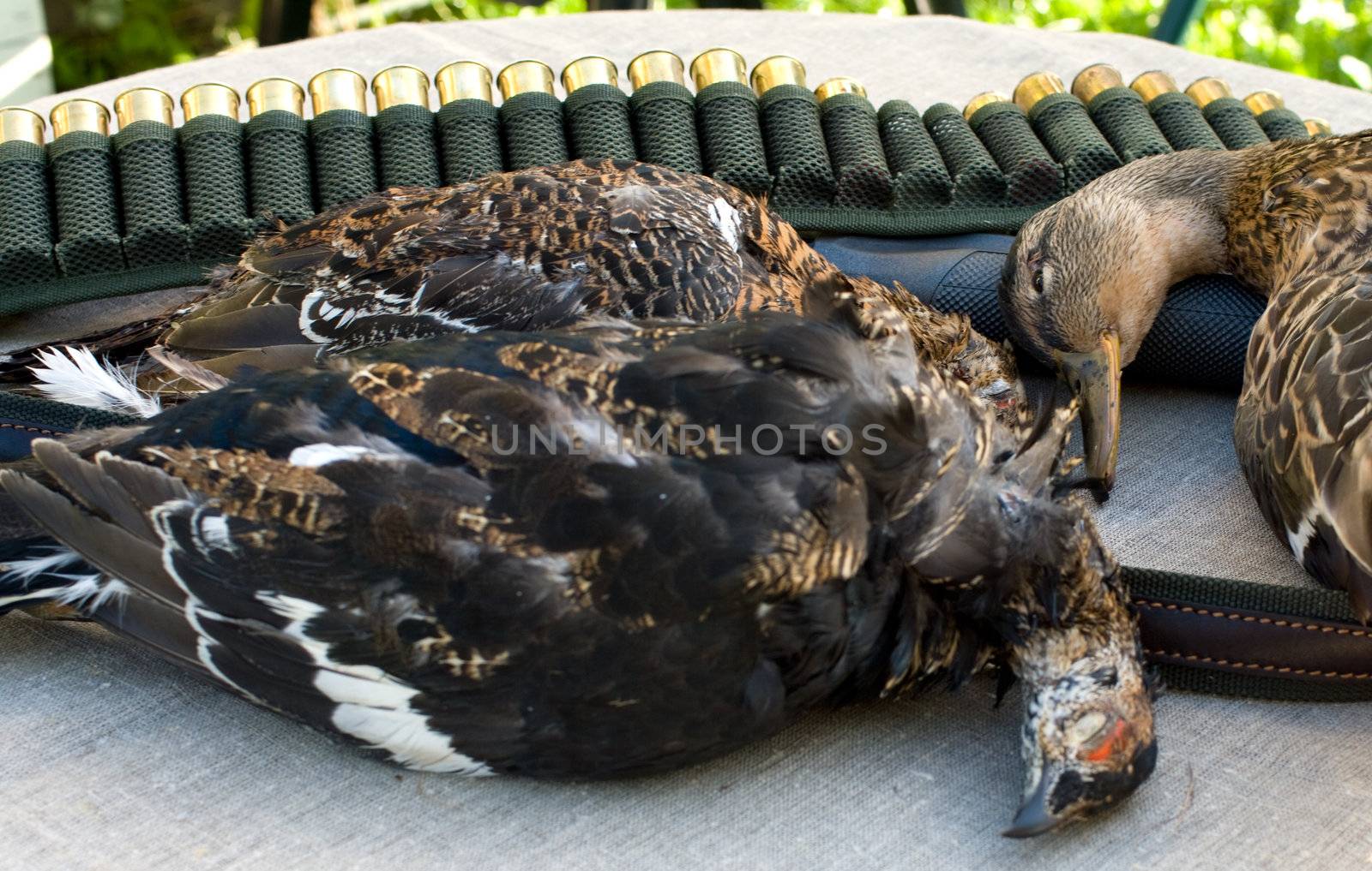 Duck, black grouses and bandolier with cartridges on a table covered with a fabric.