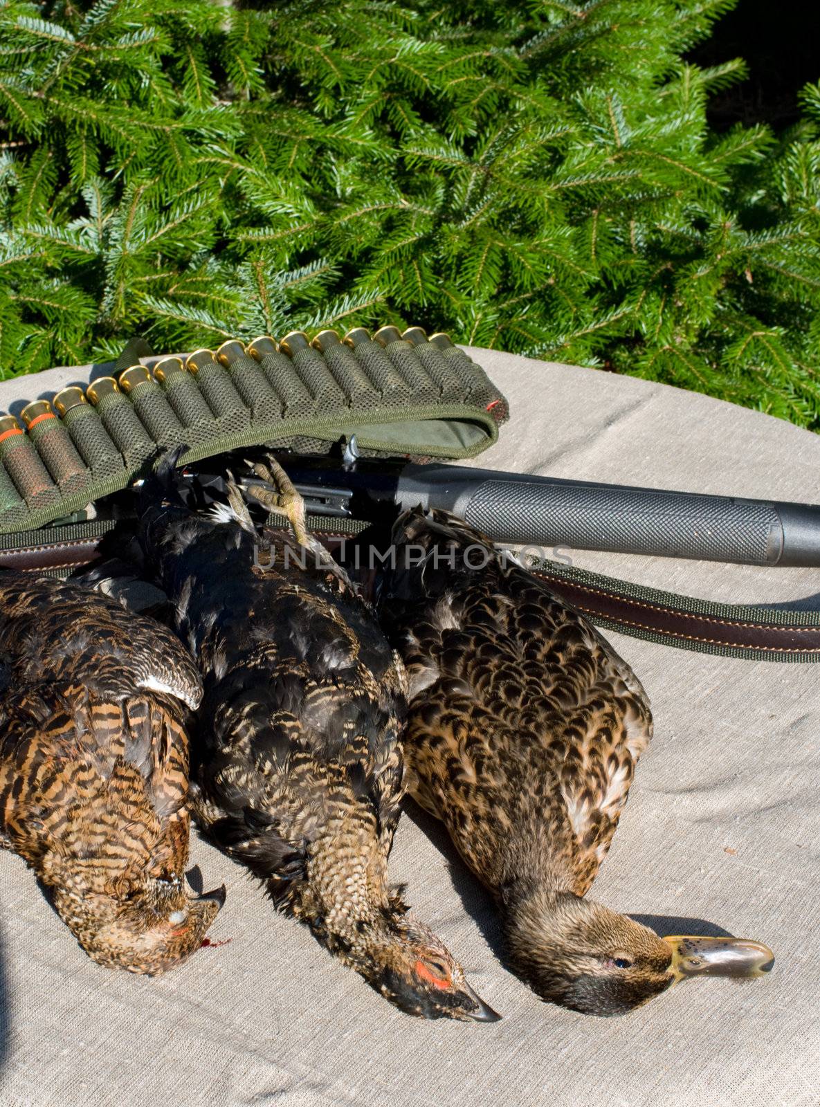 Duck, black grouses and bandolier with cartridges on a table covered with a fabric.