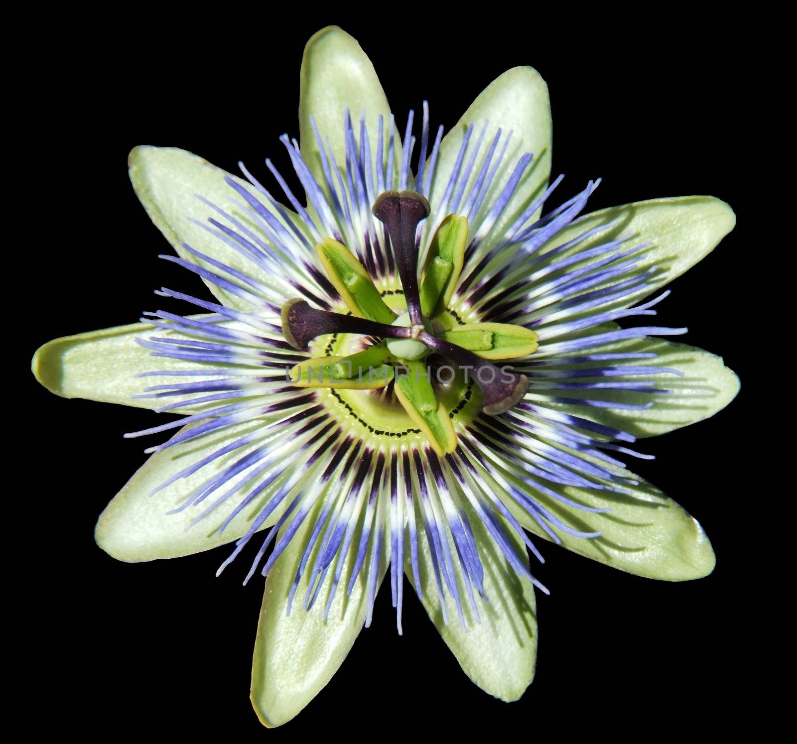 Passionsblume, passion flower 
