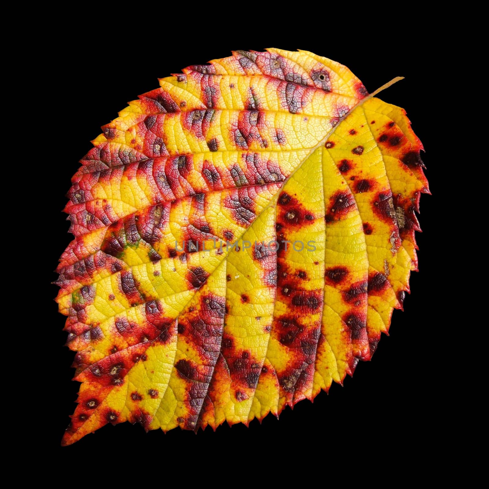 red-yellow autumn leaf
