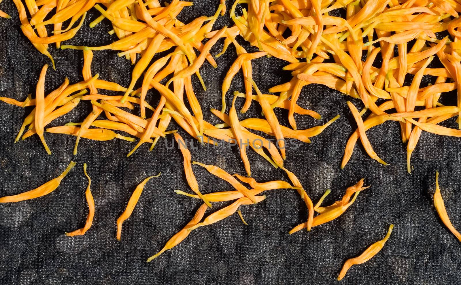 Dry in the sun of Chinese traditional medicine - golden needles.