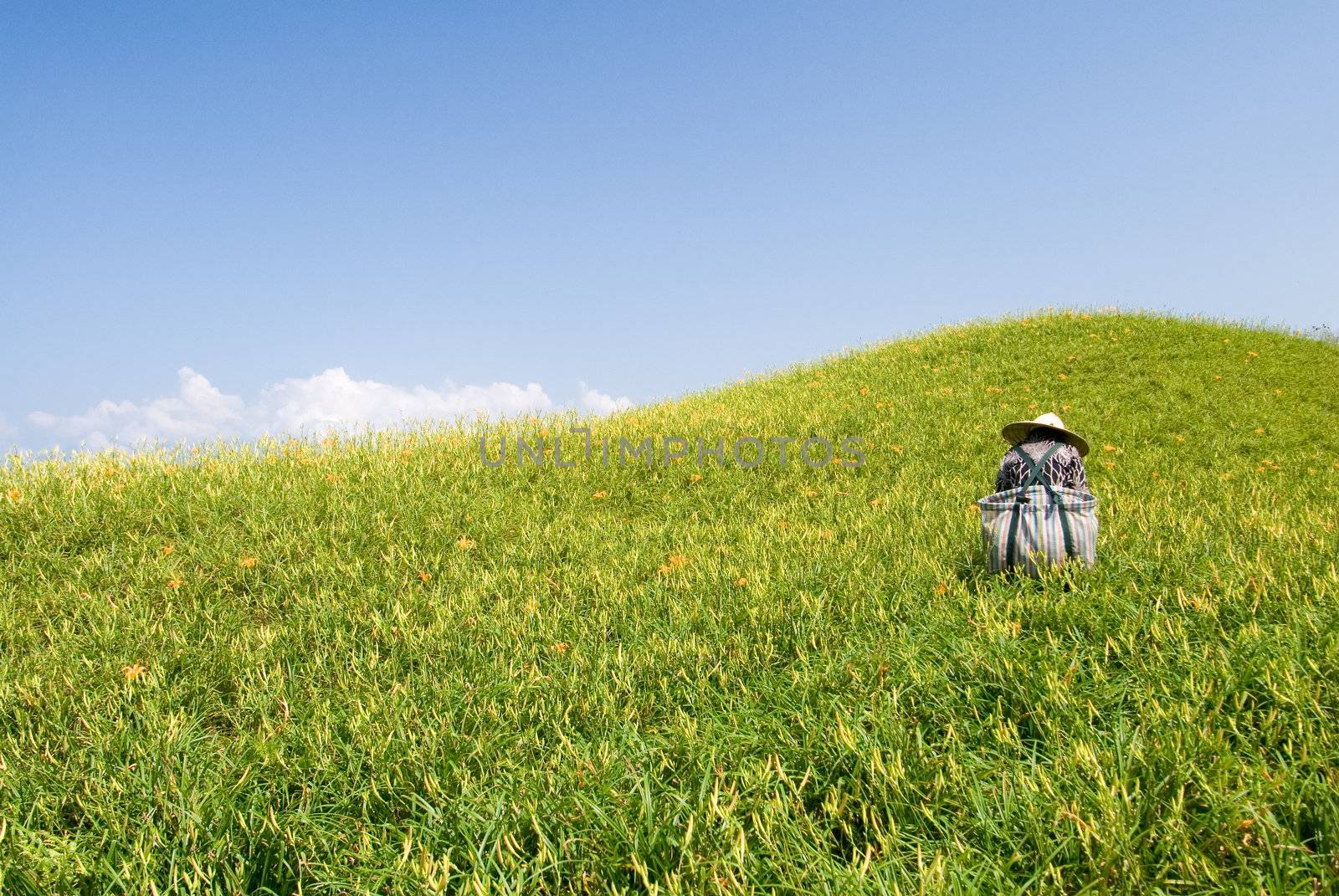 It is beautiful and colorful tiger lily farm with farmer.
