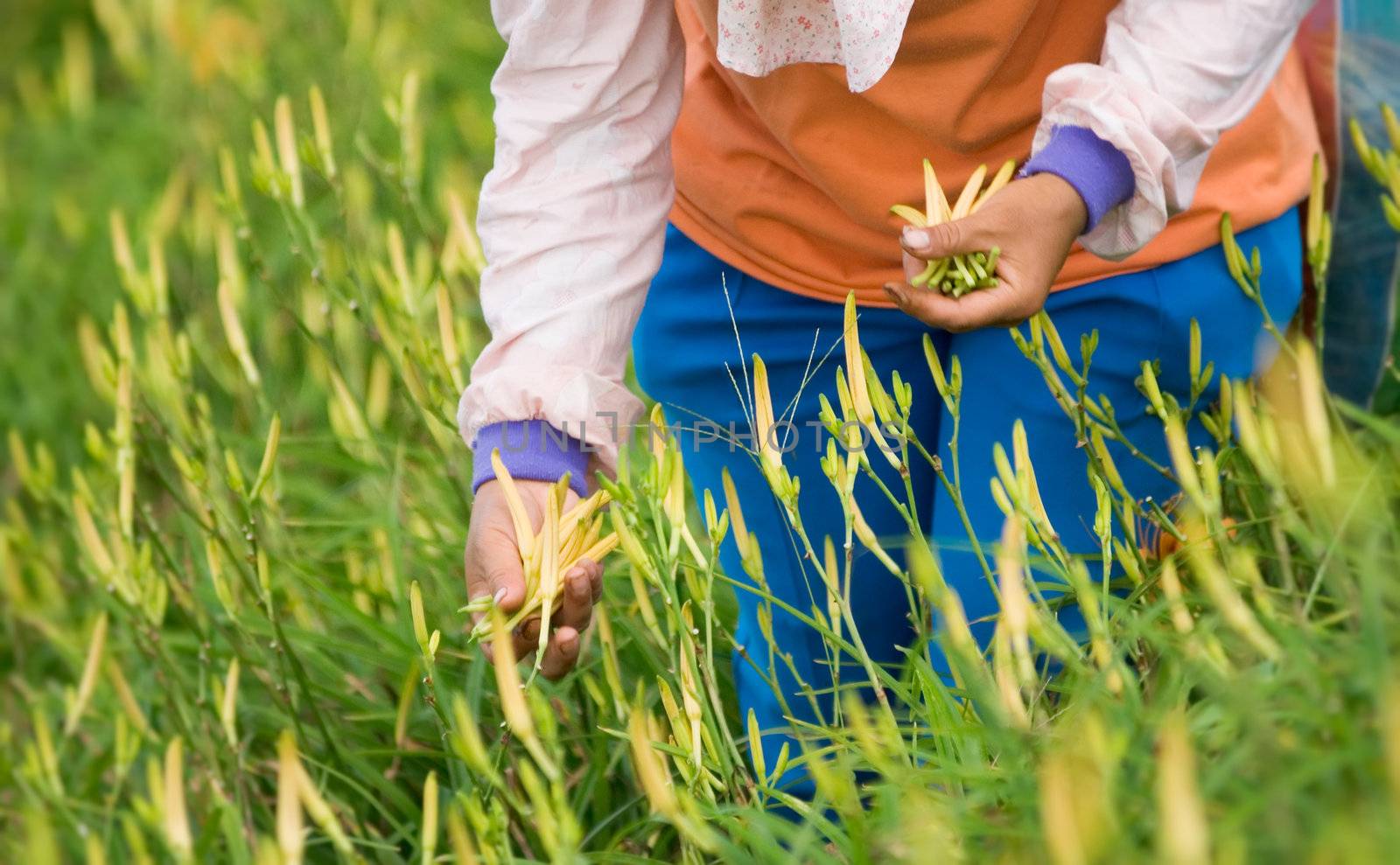 It is beautiful and colorful tiger lily farm with farmer.