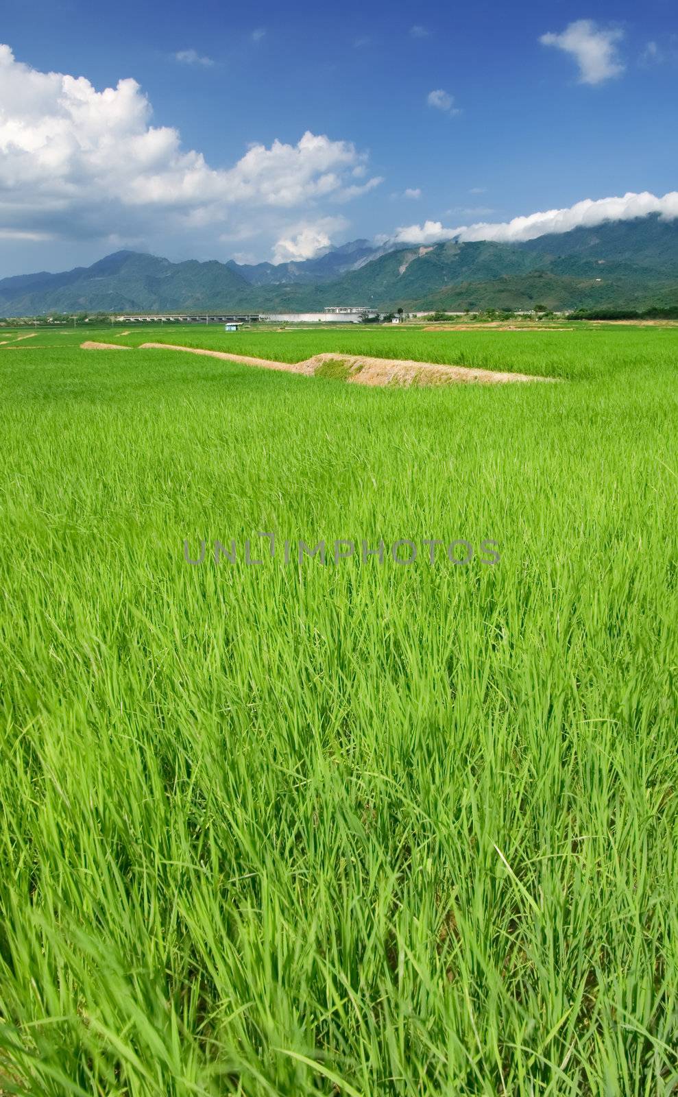 It is a beautiful landscape of green farm with blue sky and white clouds.