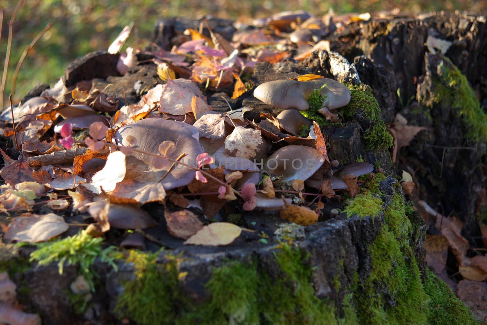 macro photo of the mushrooms in autumn forest