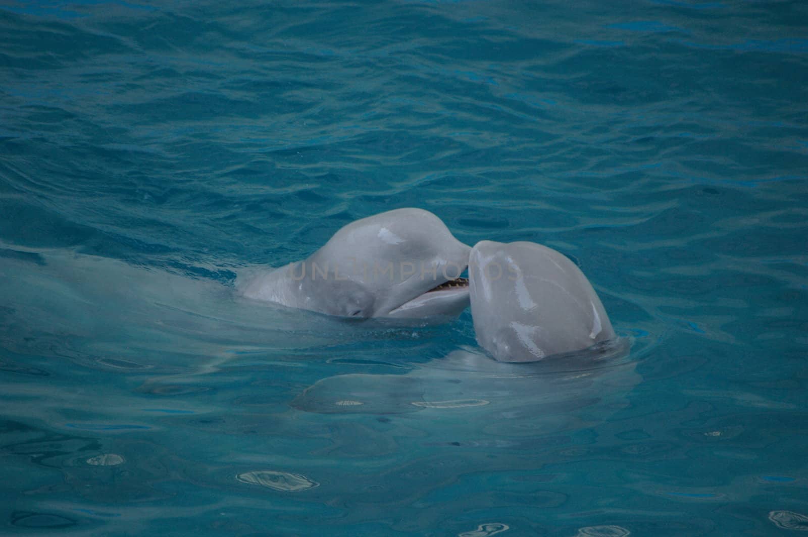 photo two white dolphins playing with each other