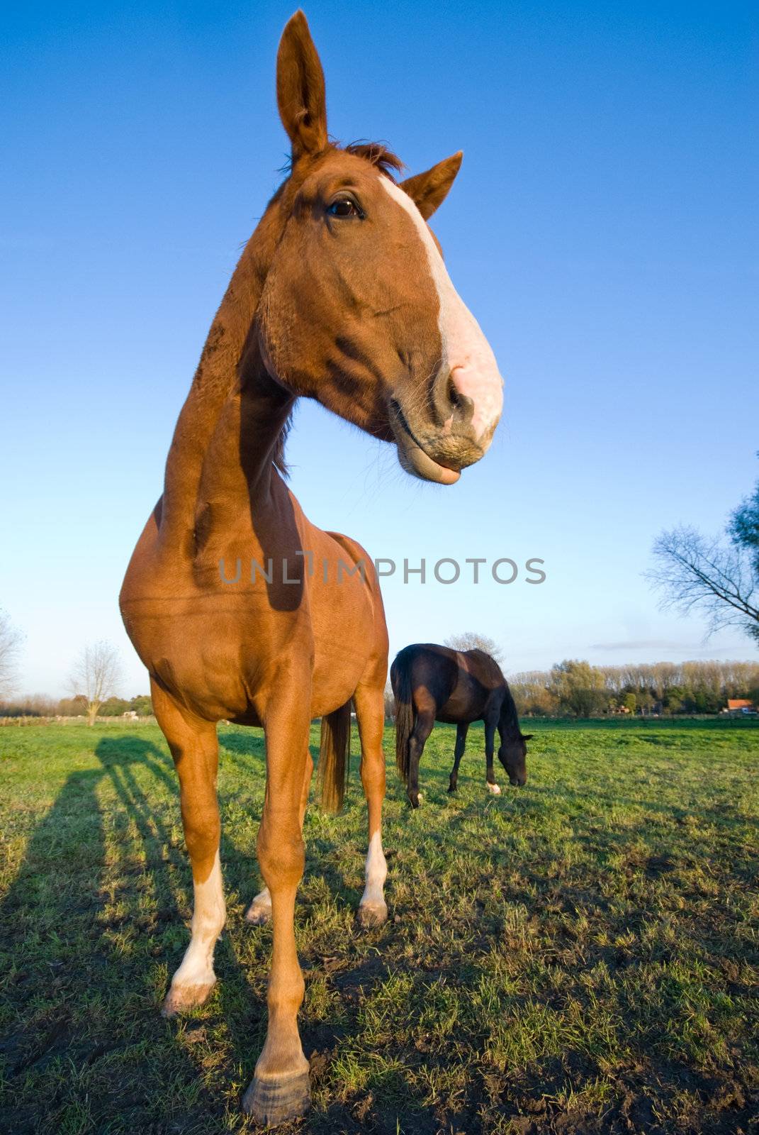 horse in a meadow with blue sky