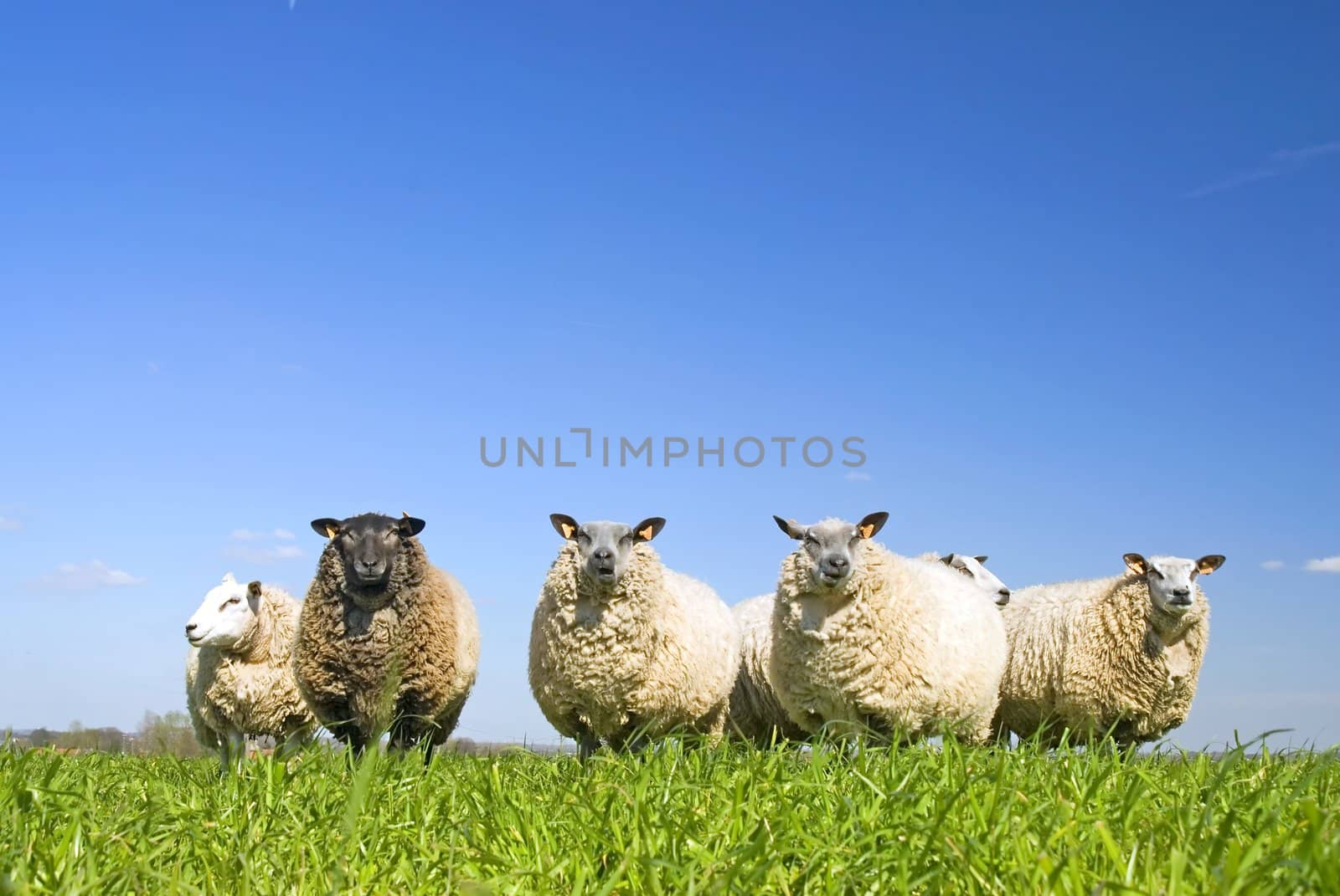 lots of sheep on grass with blue sky, some looking at the camera