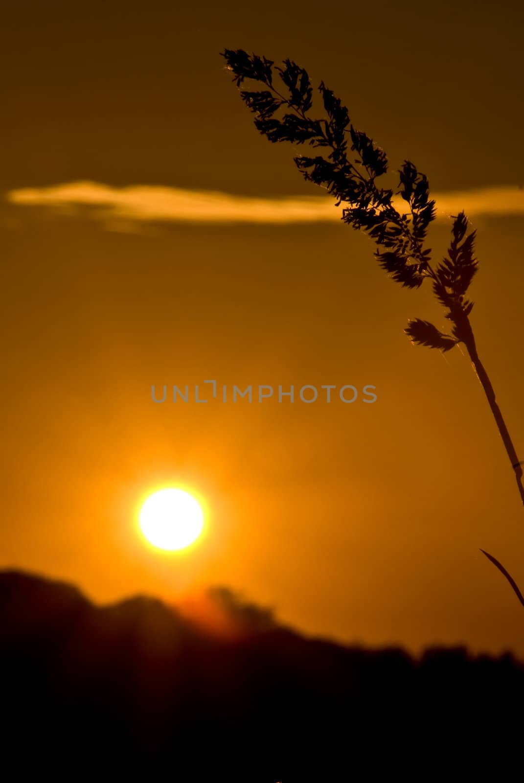 sunset with silhouette of wheat in the foreground