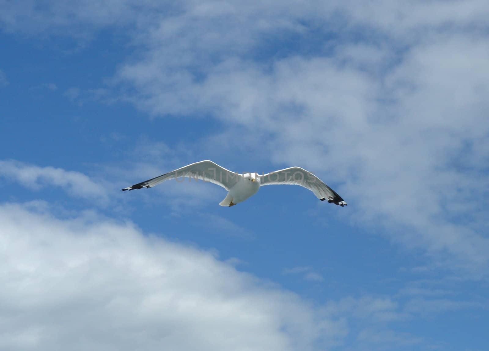Seagull flying in a cloudy sky
