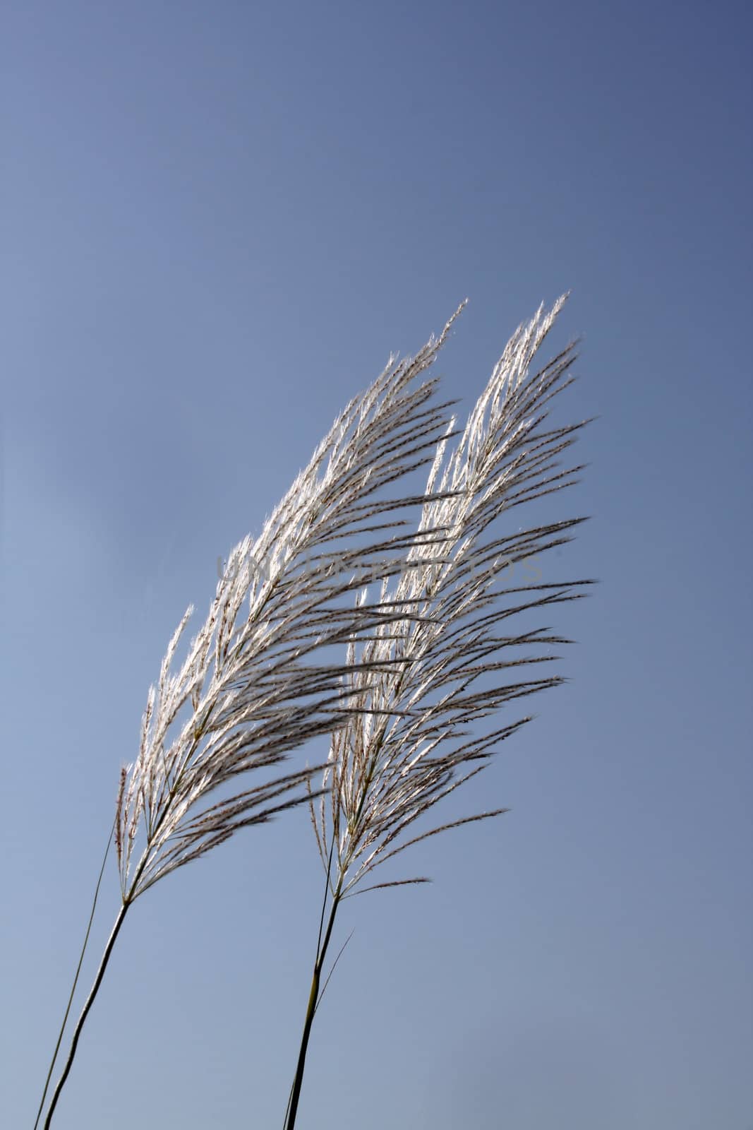 A background with a view of a pair of white soft tufts against the backdrop of blue sky.