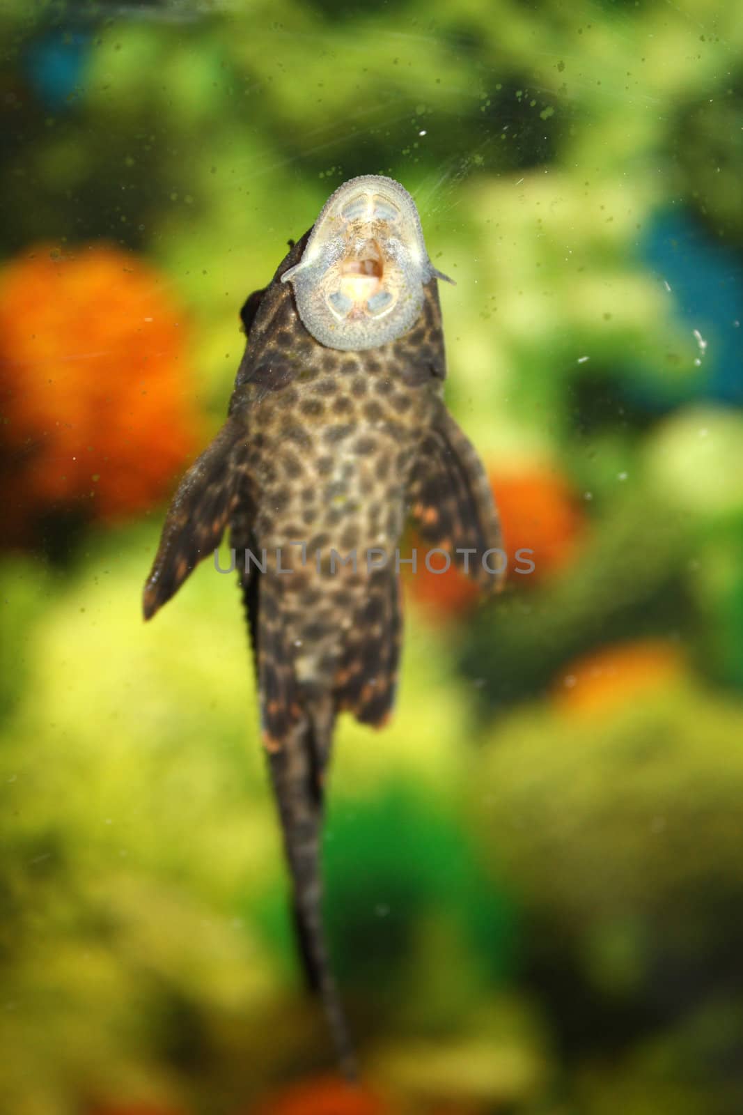 A closeup view of a sucker-fish species found in the Indian tropical coast, sucking the surface of the glass of an aquarium. Focus on mouth.