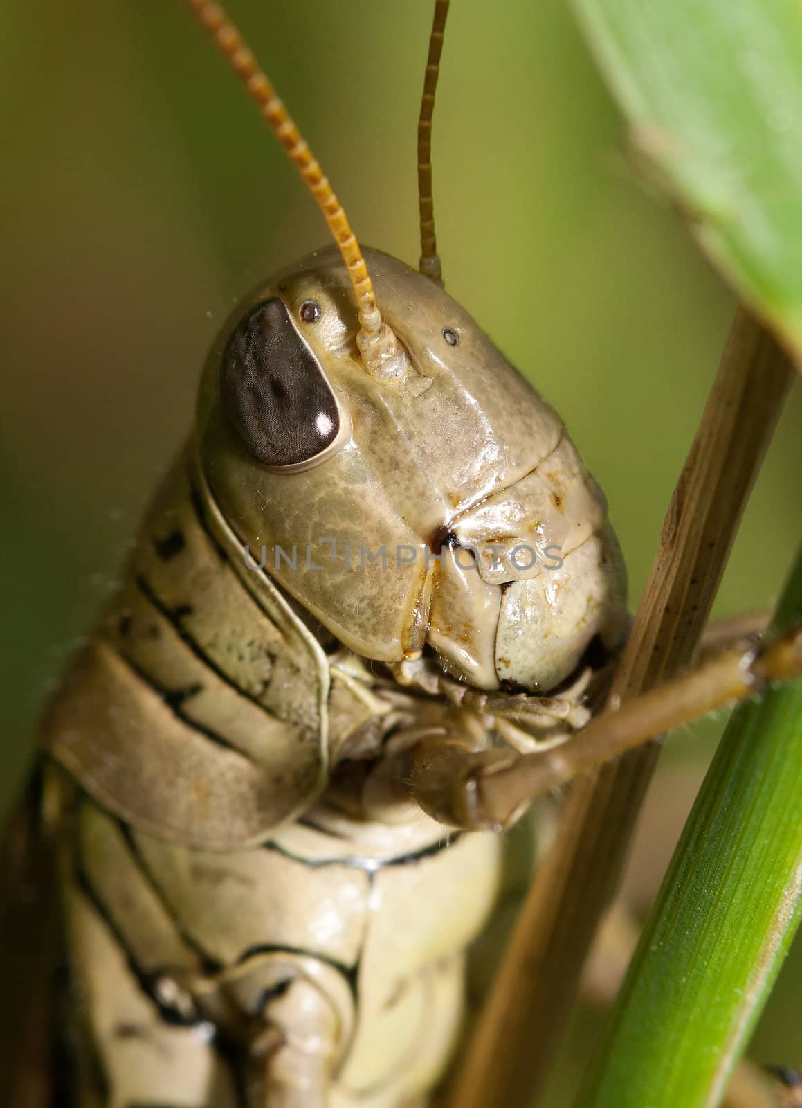 Close-up of a Grasshopper by Coffee999