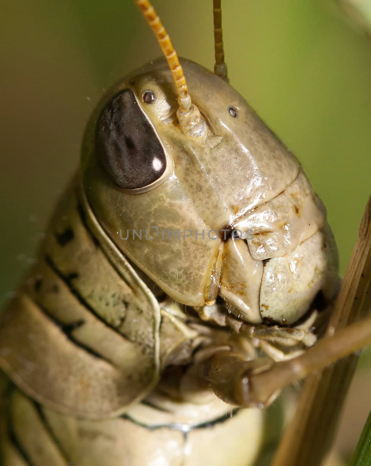 Close-up of a Grasshopper standing on a blade of grass.