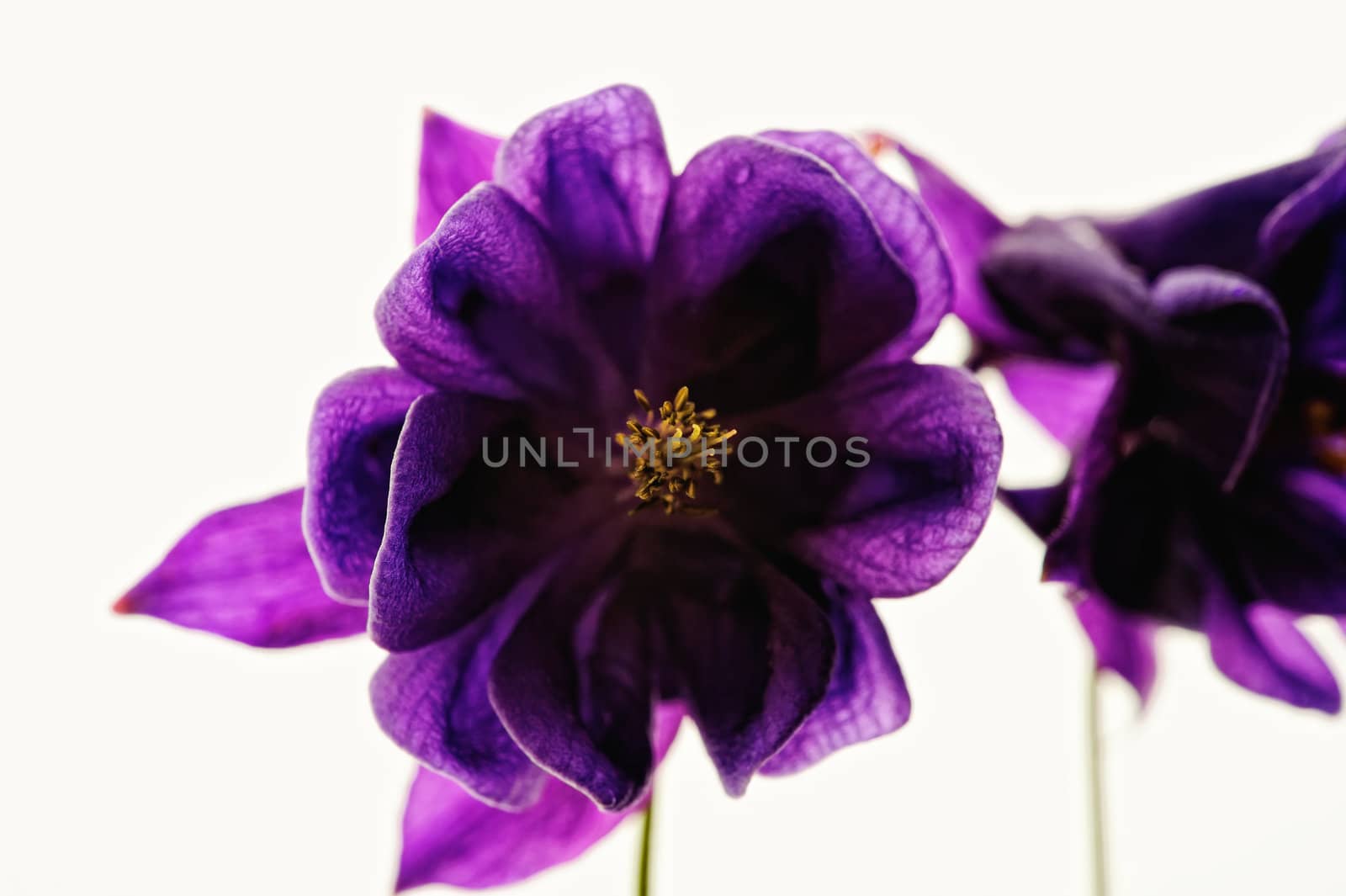 Two violet flowers on a white background