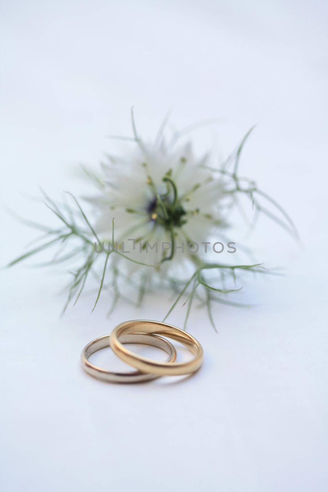 wedding bands by studioportosabbia