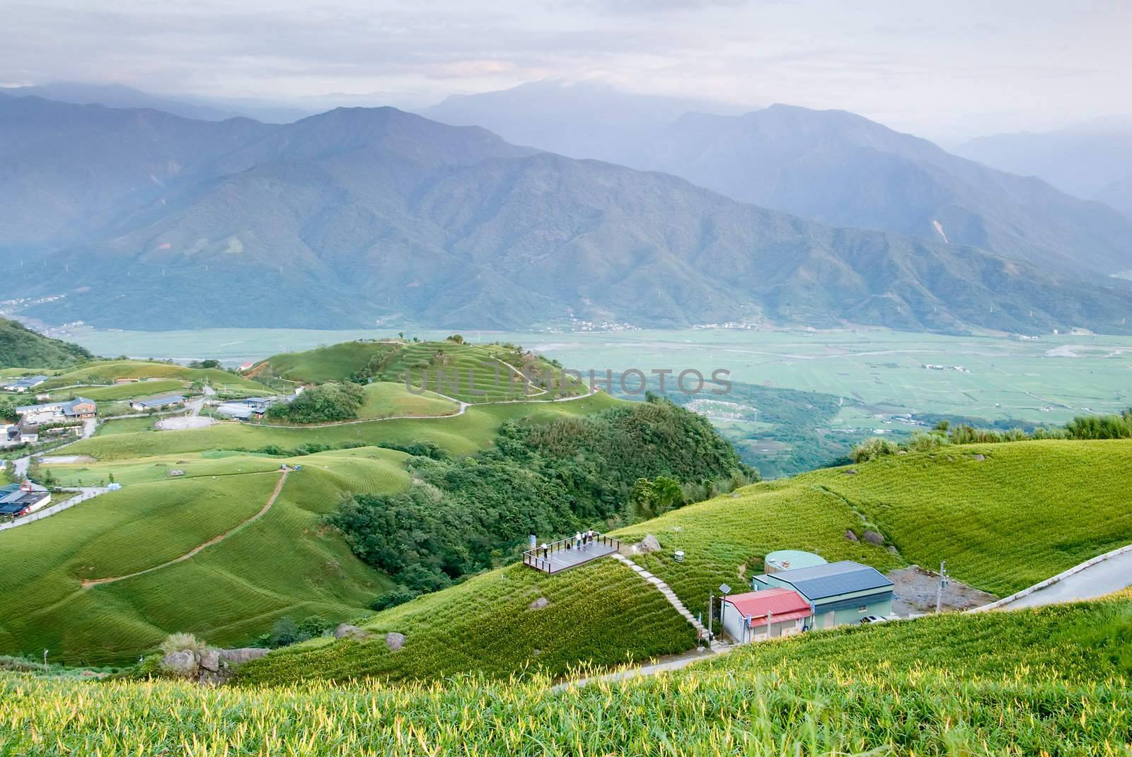It is beautiful and colorful tiger lily farm.