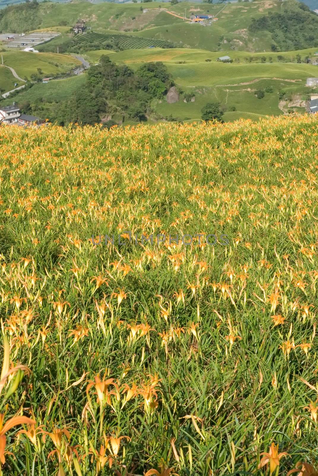 It is beautiful and colorful tiger lily farm.