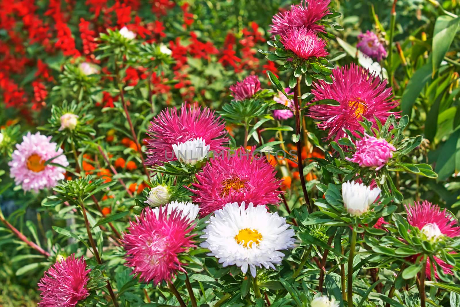 Motley colourful asters by qiiip