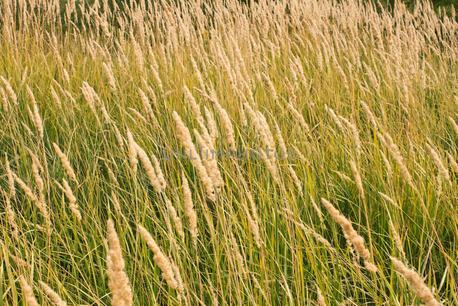 Tops of dry cereal weeds, fine herbal texture 