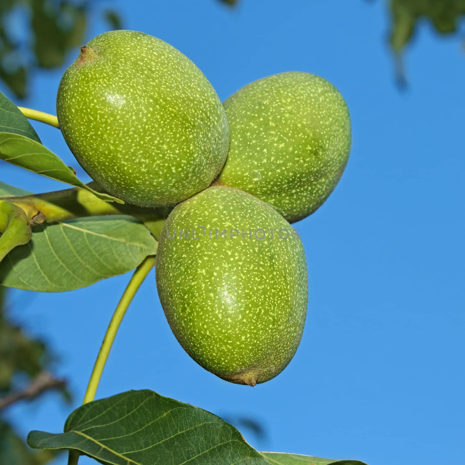 Green young fruits of  Walnut hanging on the branch against blue sky