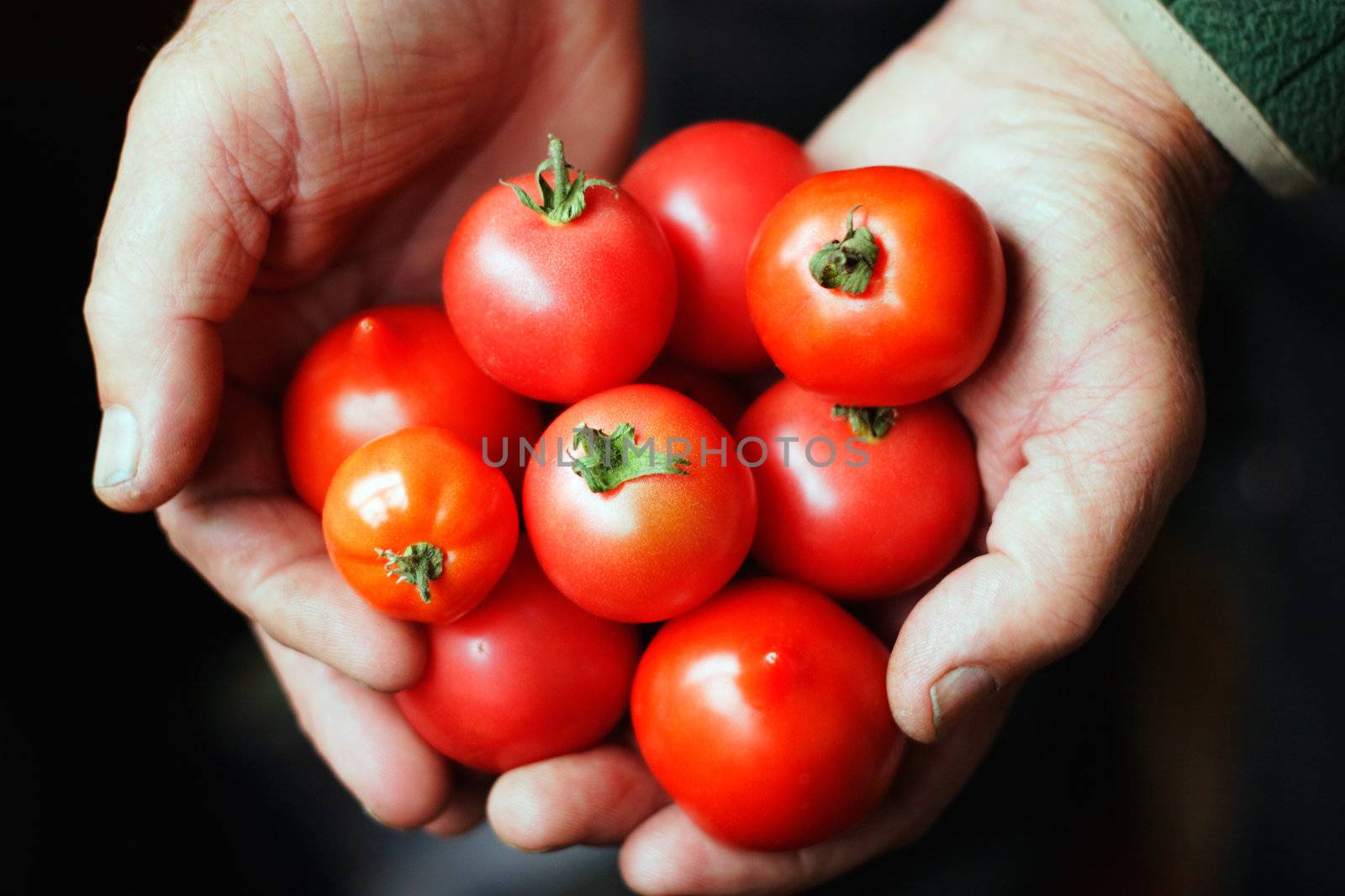 Tomatoes in hands of the old person.The top view.