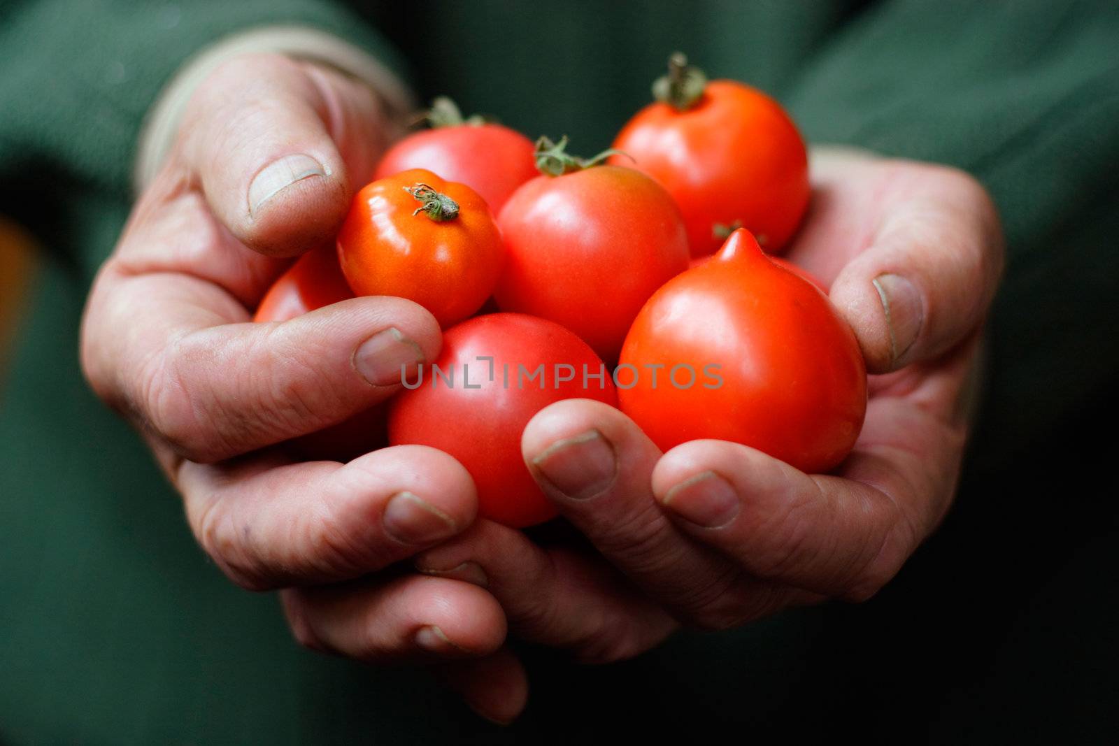 Tomatoes in hands of the old person by romanshyshak