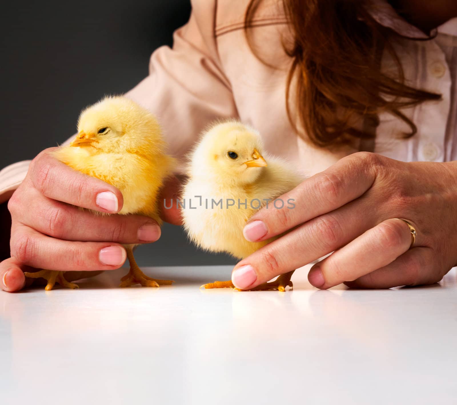 Hands of a person caring for a small chickens