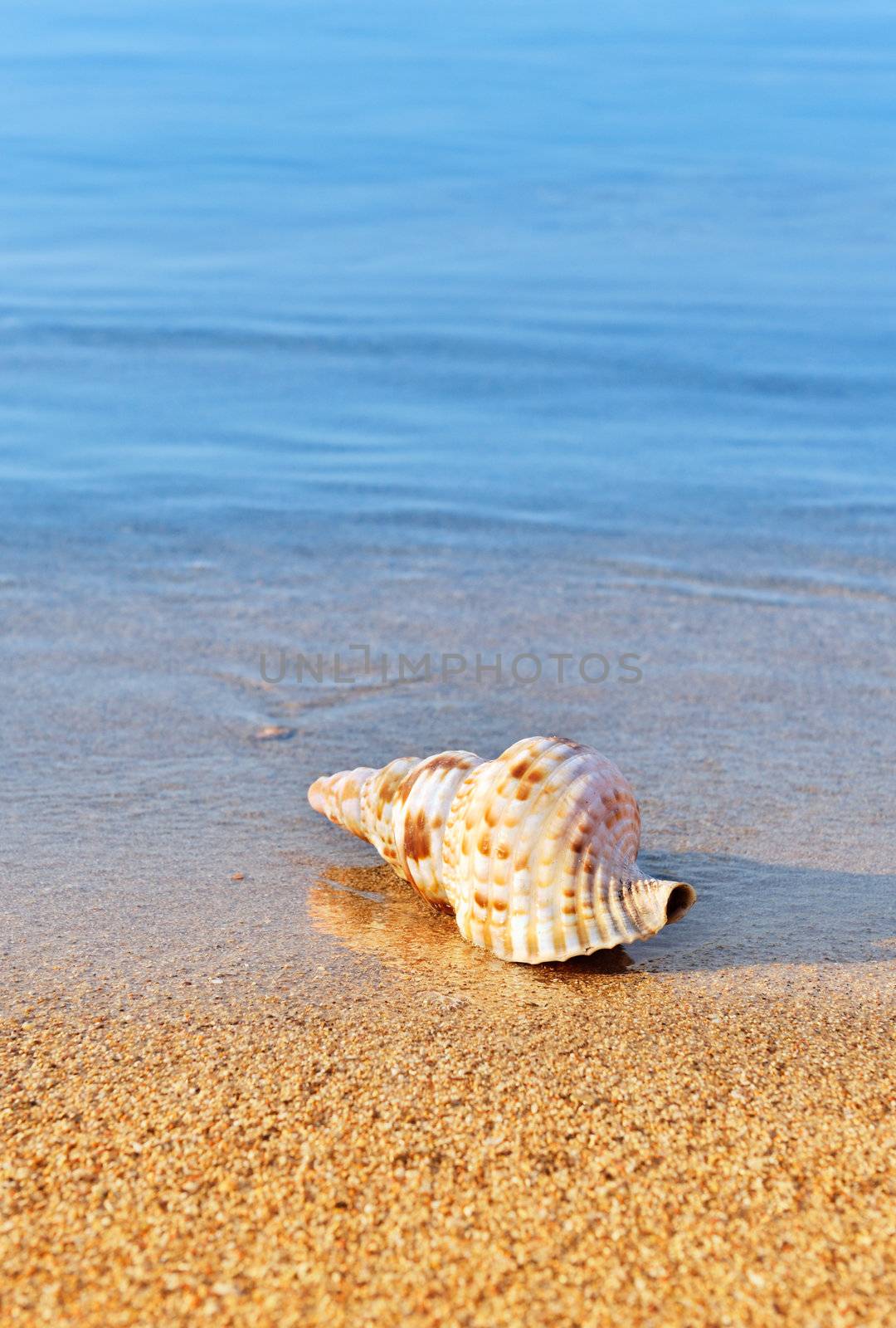 Seashell on serene beach by akarelias