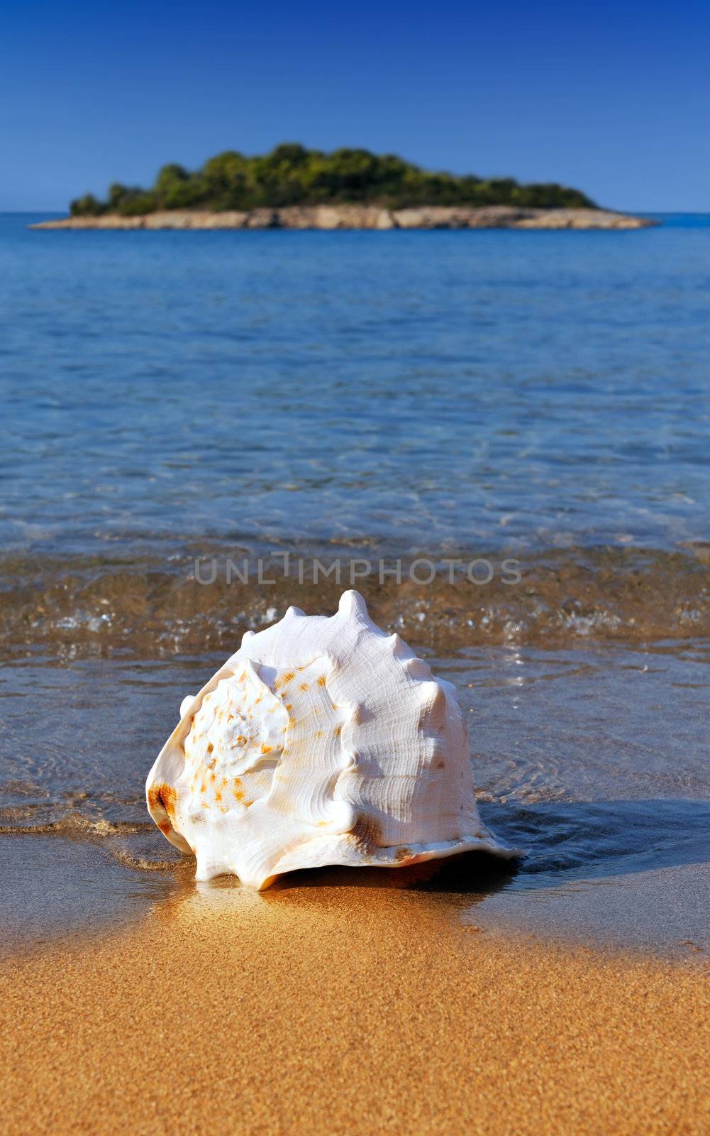 A seashell lying on a golden Mediterranean sandy beach with a small island in the background