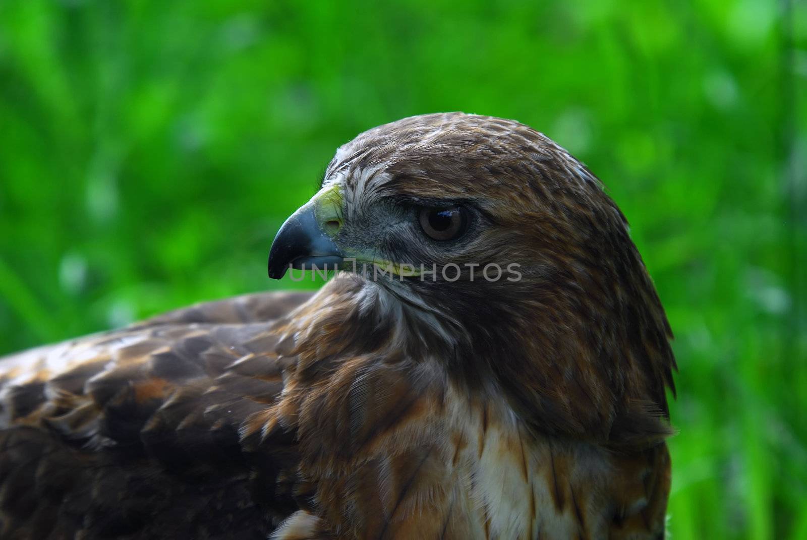Golden Eagle by nialat