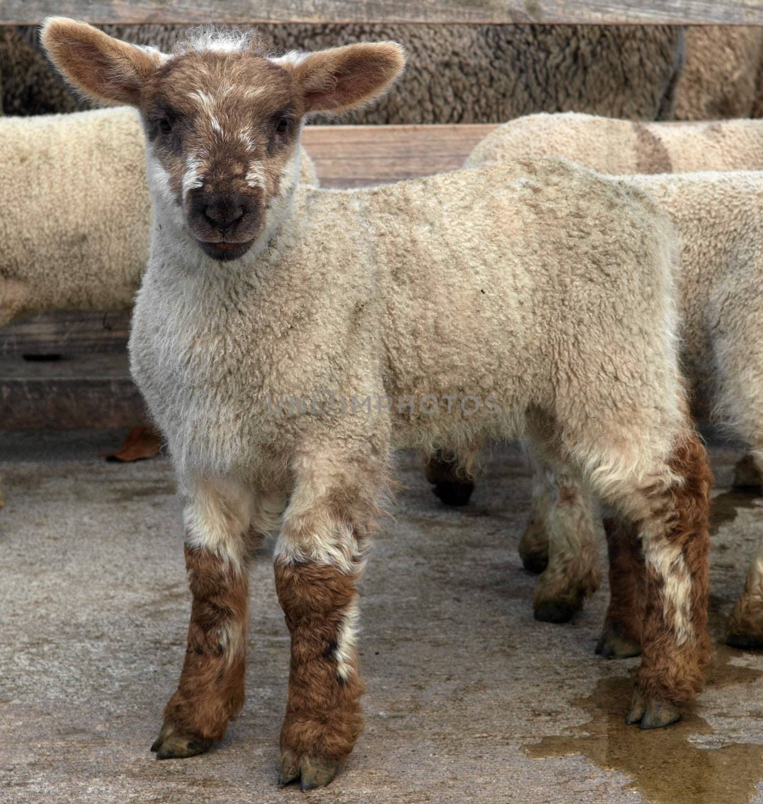 White Lamb with contrasting brown face and legs      