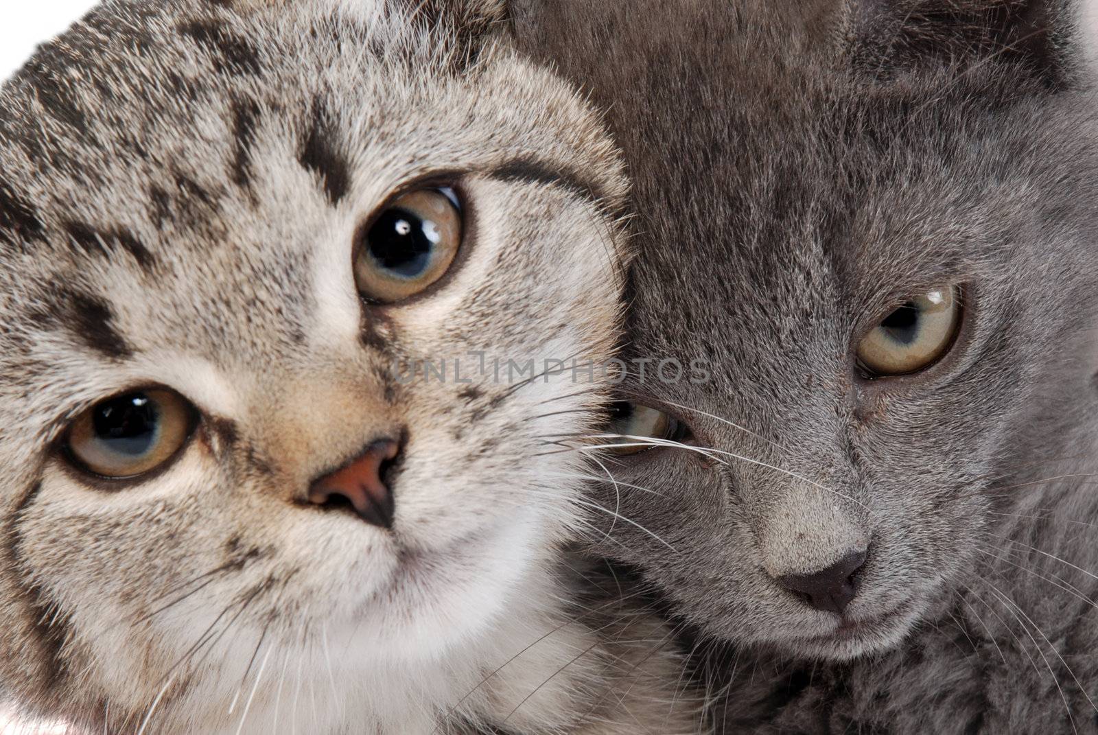 A close-up of kittens