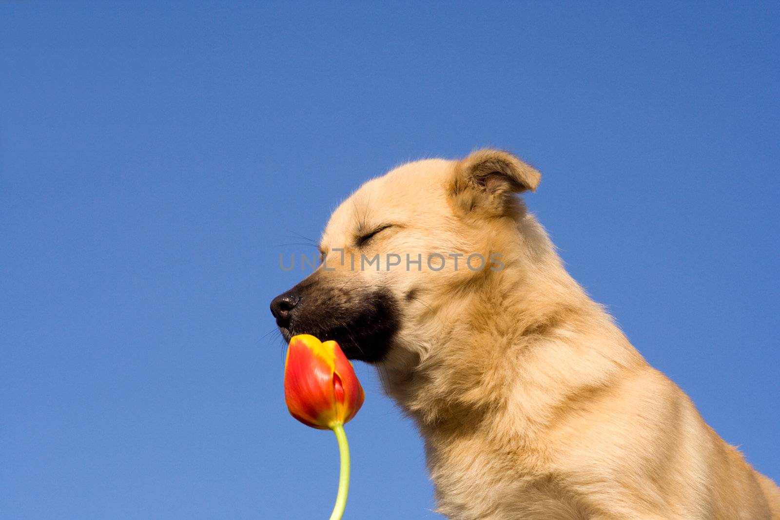 close-up puppy dog  puppy dog close eyes and smelling tulip, against blue sky background