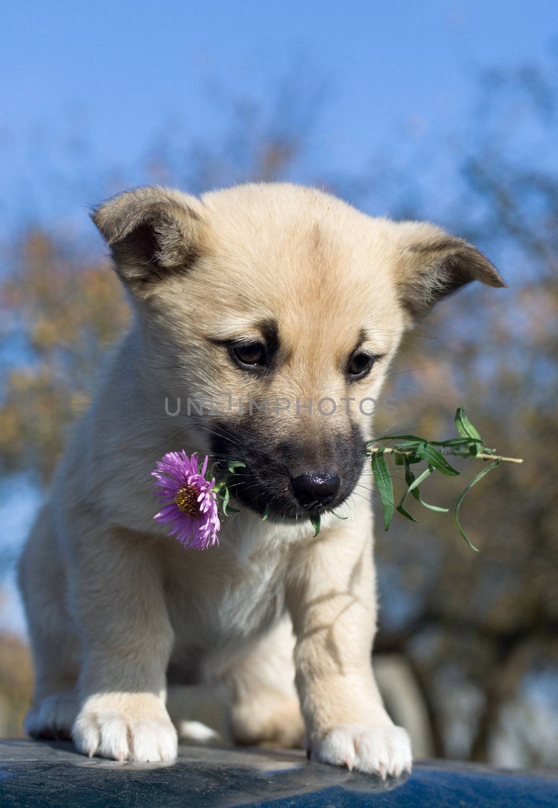 puppy dog hold flowers in mouth on blue sky background