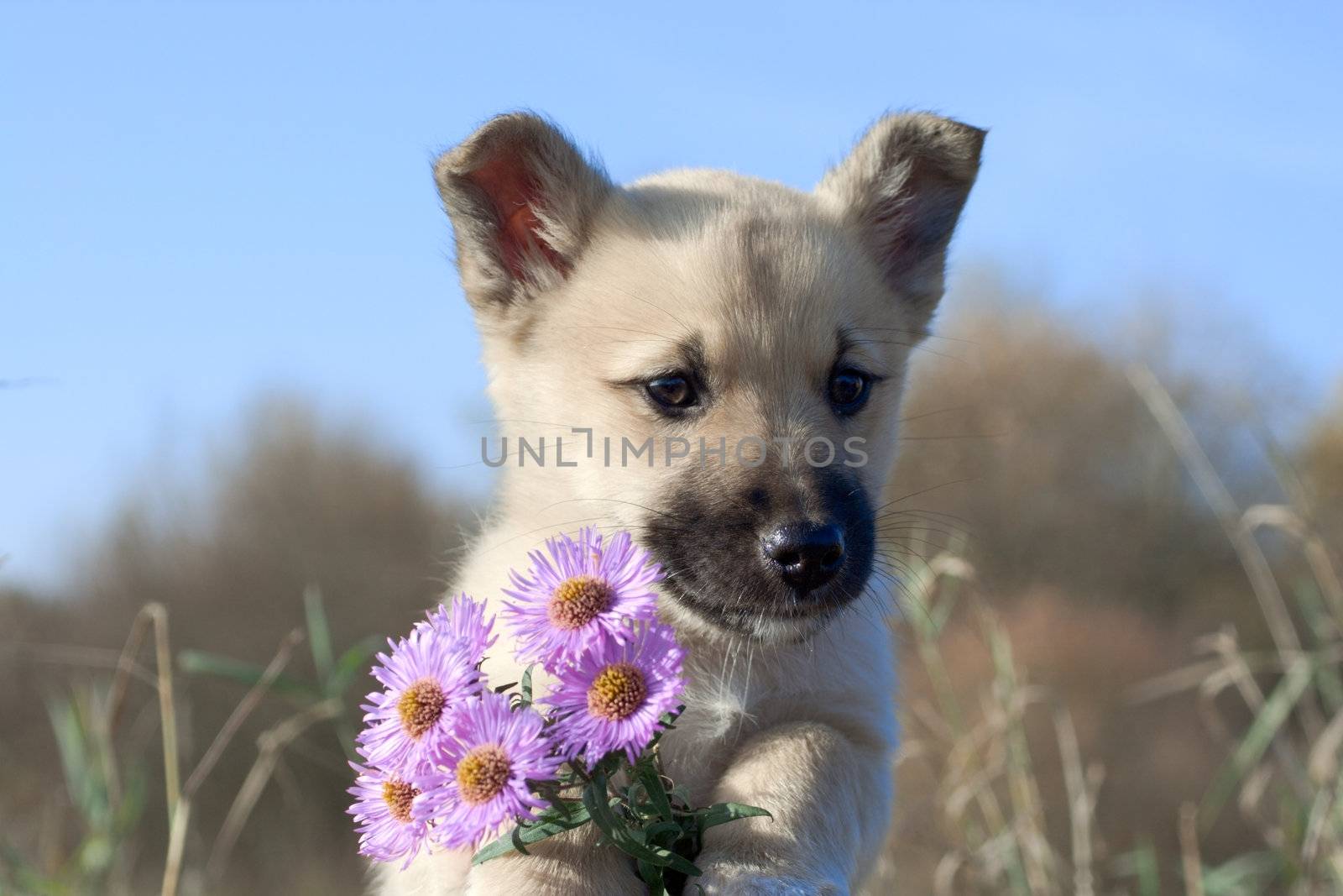 puppy dog hold flowers in forefoots by Alekcey