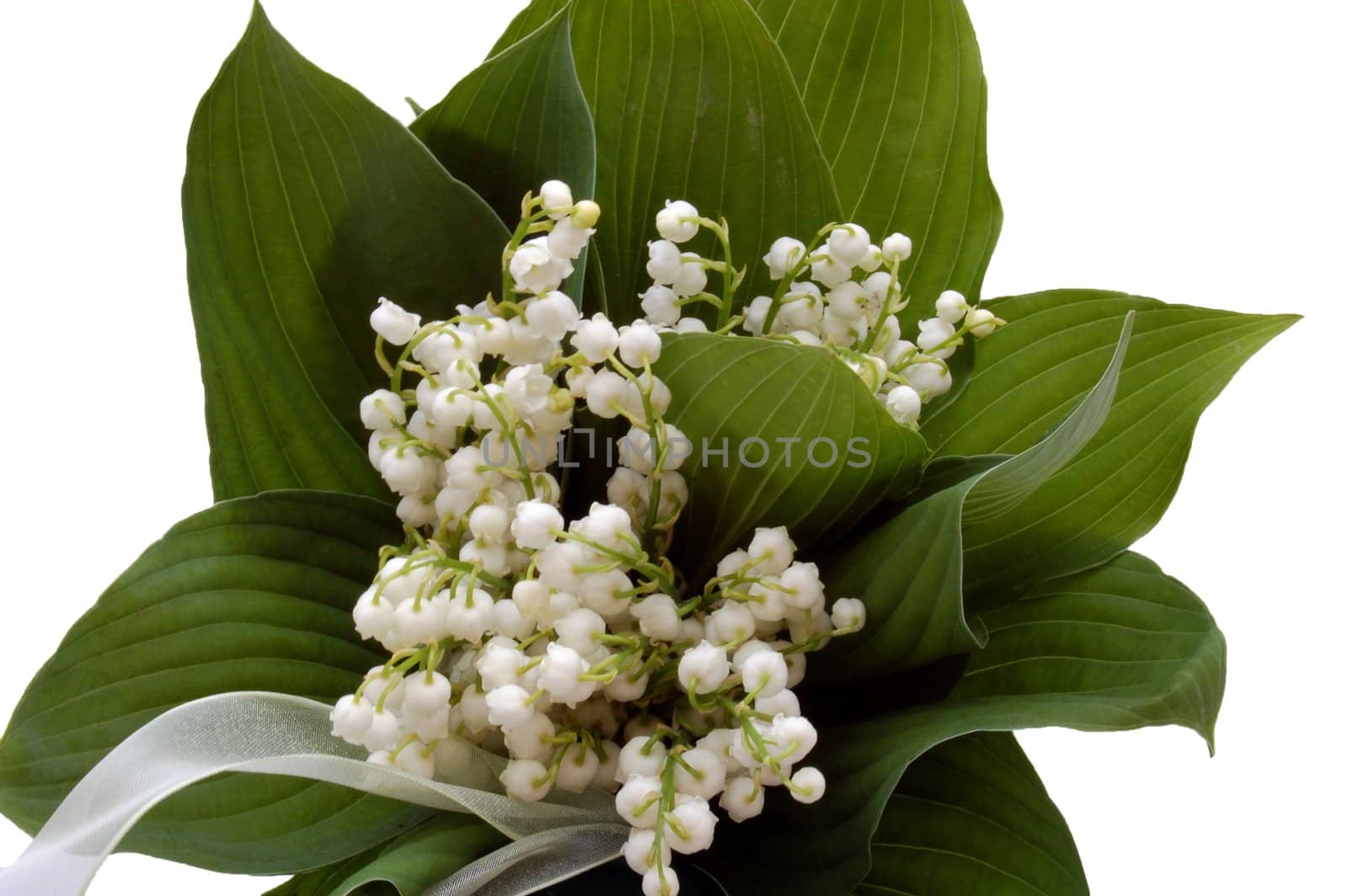 beautiful lily-of-the-valley isolated on the white background