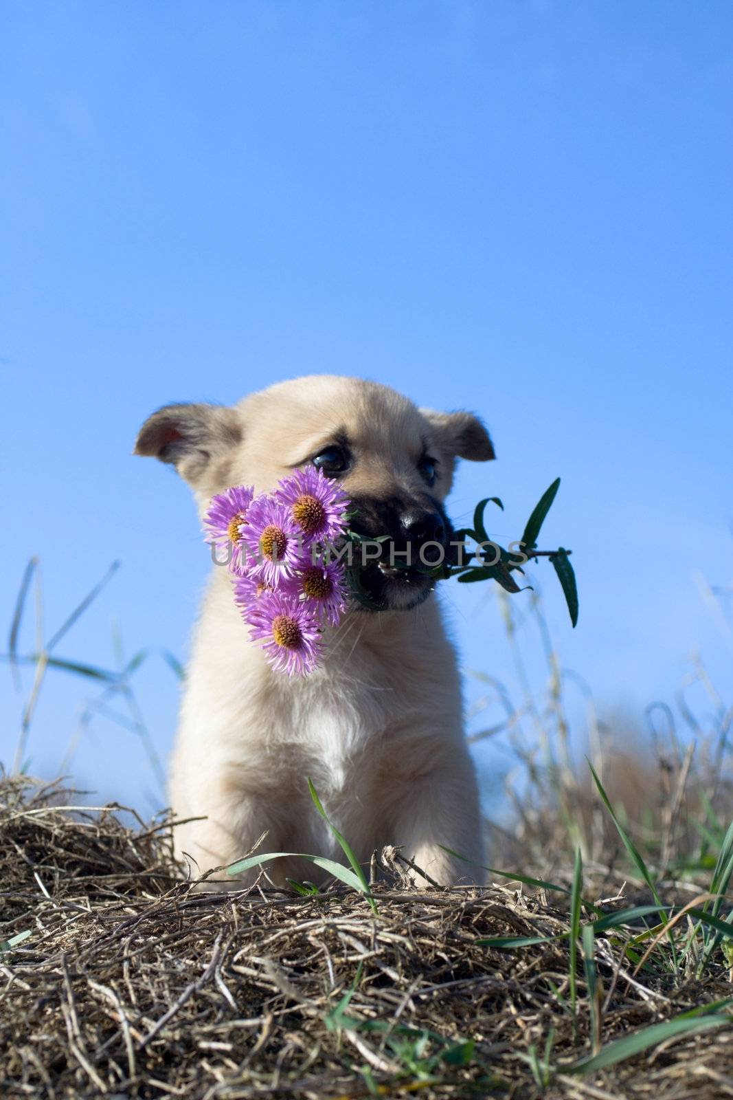 puppy dog hold flowers in mouth on blue sky background