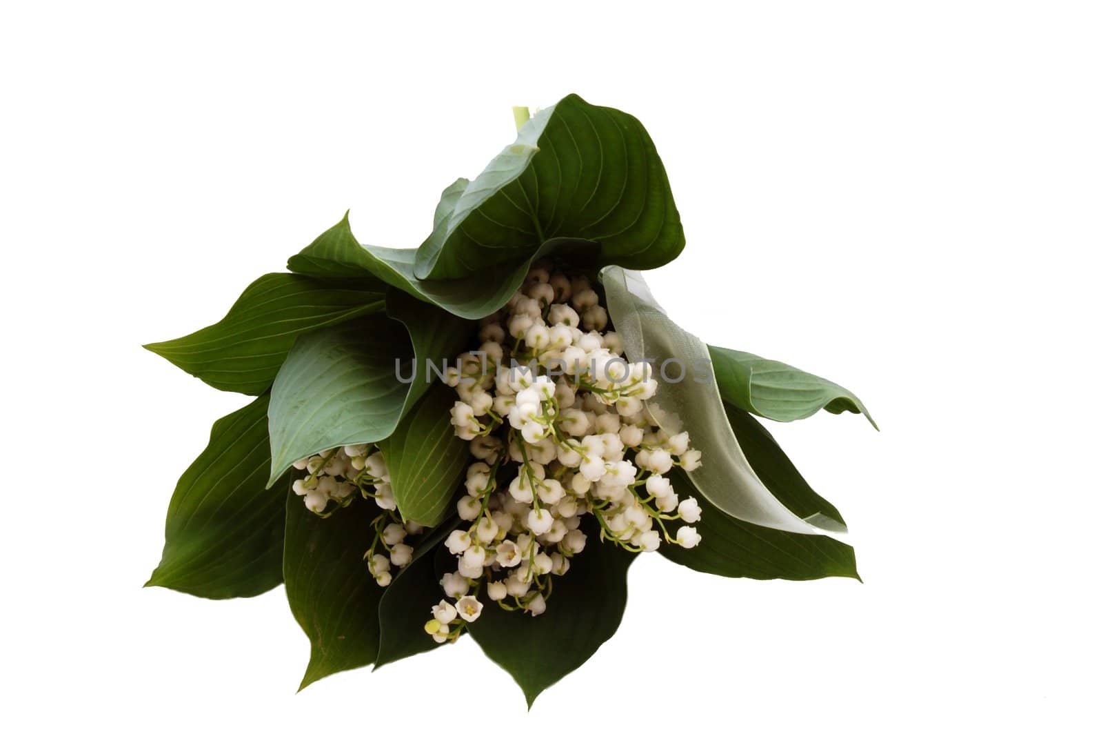 white lily-of-the-valley isolated on the white background