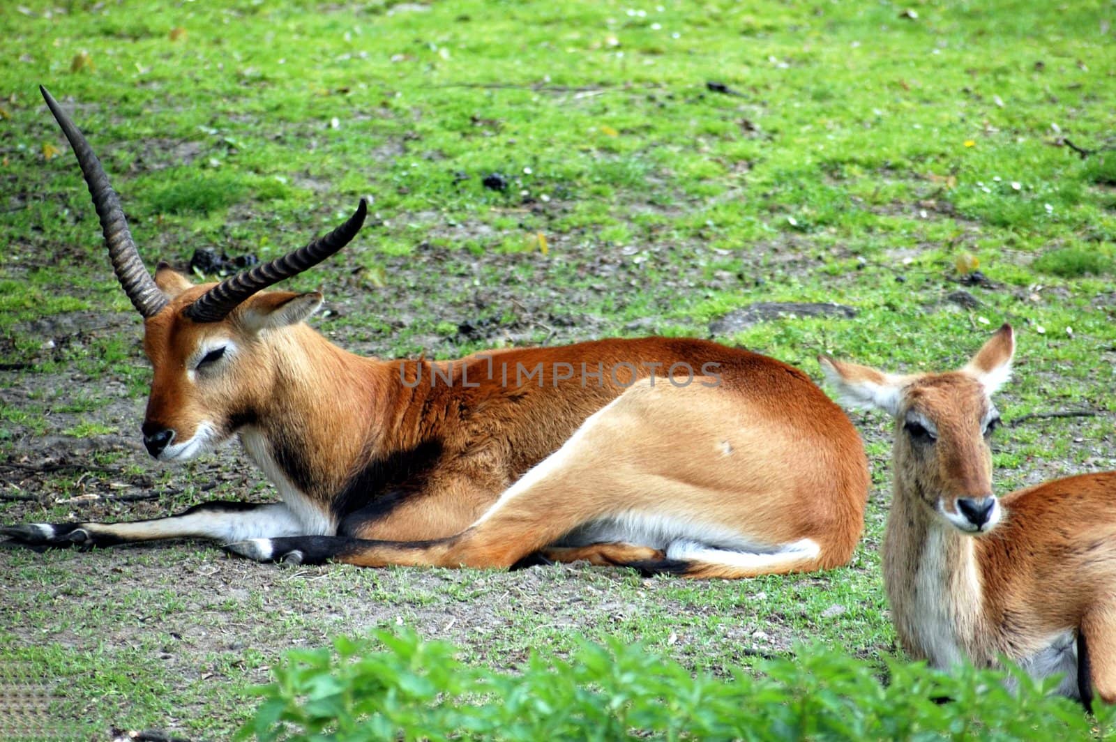 two antelopes lying on the grass