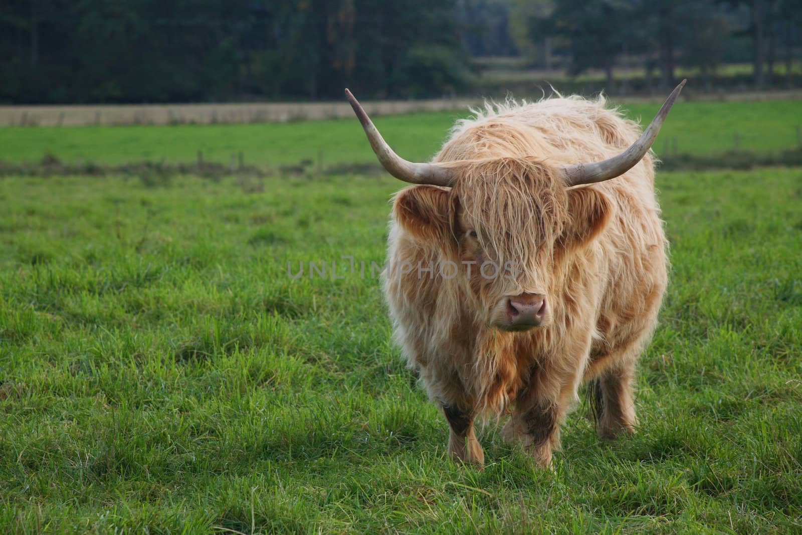 A large highland bull.