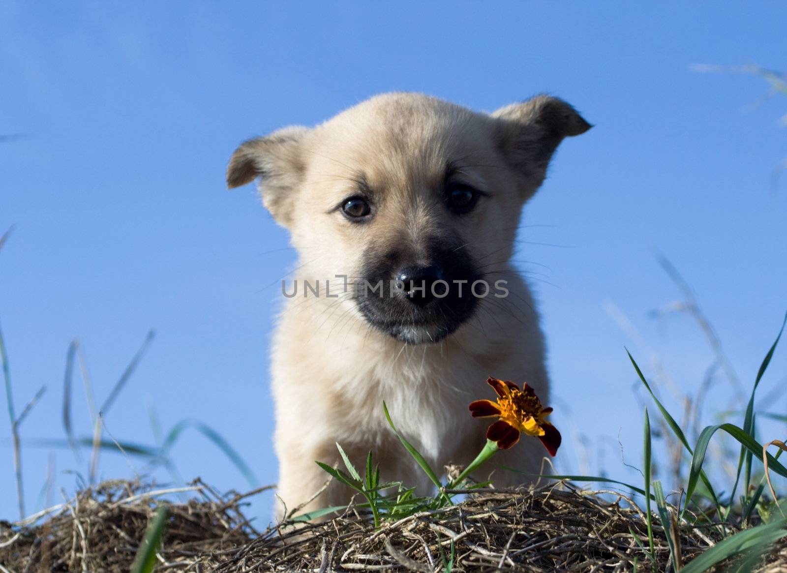 puppy dog smelling flower 5 by Alekcey