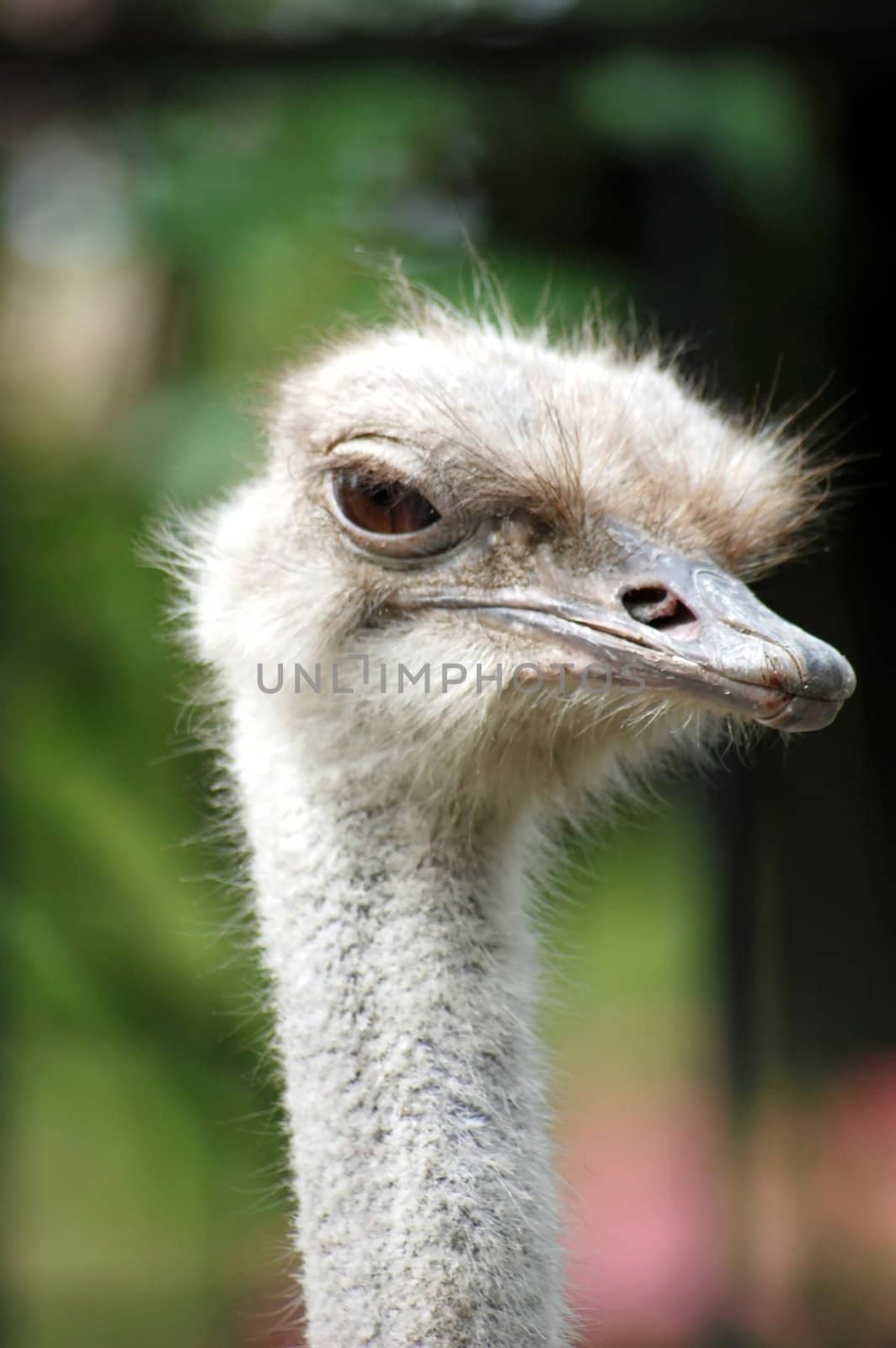 head of ostrich isolated on the background