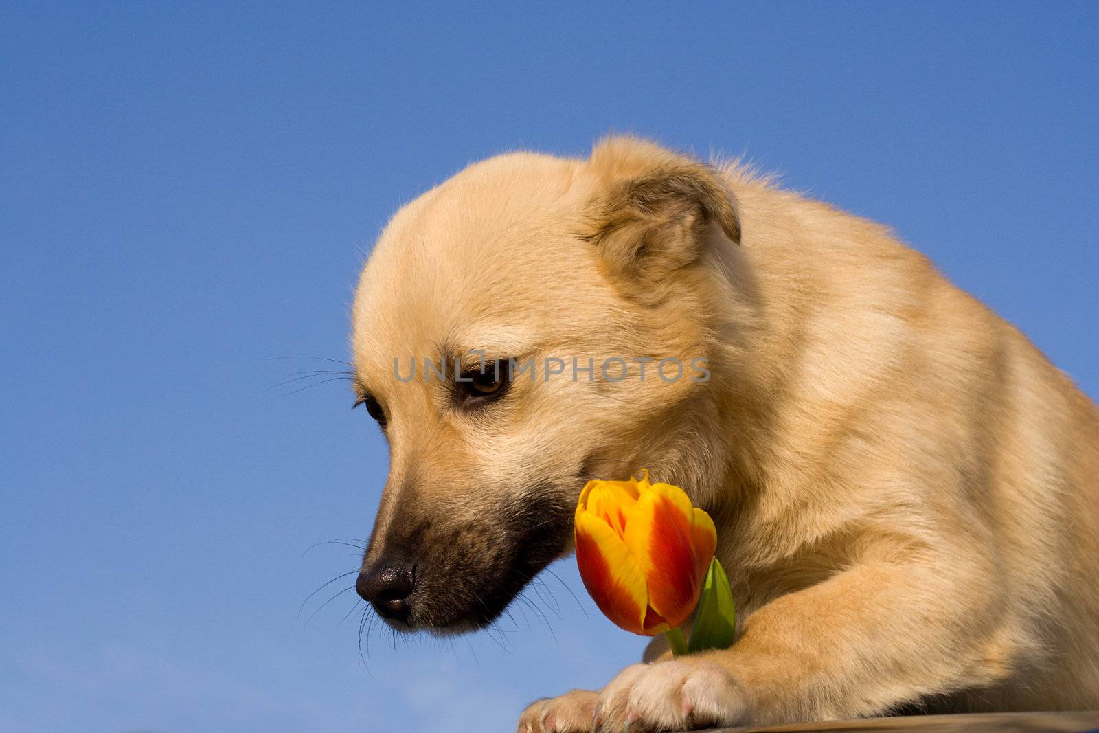 puppy dog take red-yellow tulip in forefoots by Alekcey